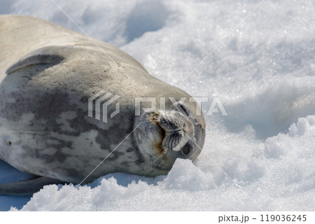 Leopard seal on beach with snow in Antarctica 119036245
