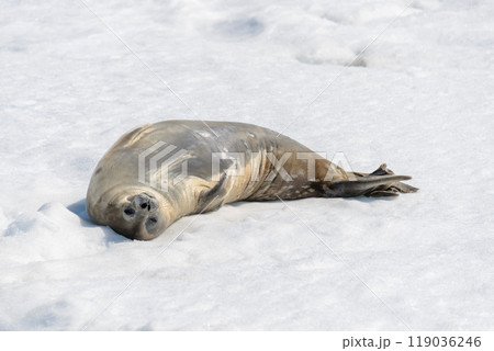 Leopard seal on beach with snow in Antarctica 119036246