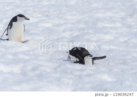 Chinstrap penguin creeping on snow 119036247