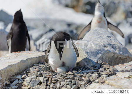 Chinstrap penguin with egg on the beach in Antarctica Chinstrap penguin with egg on the beach in Antarctica 119036248