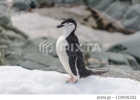 Chinstrap penguin on the snow in Antarctic Chinstrap penguin on the snow in Antarctic 119036282