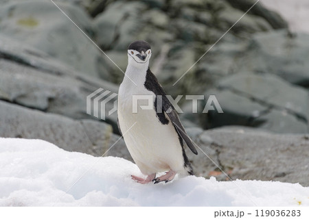 Chinstrap penguin on the snow in Antarctic Chinstrap penguin on the snow in Antarctic 119036283