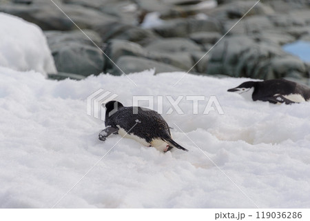 Chinstrap penguin creeping on snow 119036286