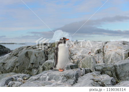 Gentoo penguin on the snow in Antarctic 119036314