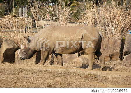 散歩をするヒガシクロサイ 119036471