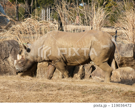 散歩をするヒガシクロサイ 119036472