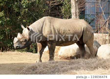 歩くヒガシクロサイ 119036474