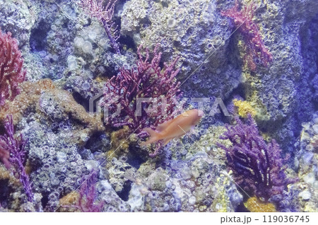 Detail of an aquarium with tropical fishes 119036745