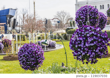 Background of beautiful blue violets flowers in park.  119037030