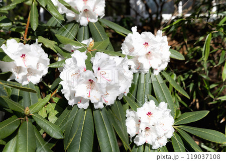 Beautiful white Rhododendron flower in the garden.  119037108