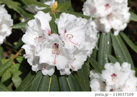 Beautiful white Rhododendron flower in the garden.  119037109