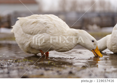Duck gracefully submerges its head into the water, showcasing its elegant movements on farm Duck gracefully submerges its head into the water, showcasing its elegant movements on farm 119037416
