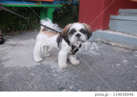 Walking a dog on a harness. Small dog on safety collar harness outdoors. Dog safety 119038046