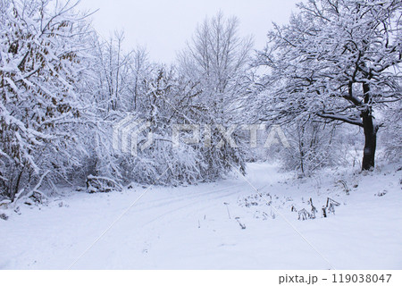 Winter Landscape Trees in Snow. Beautiful winter landscape with snow-covered trees 119038047