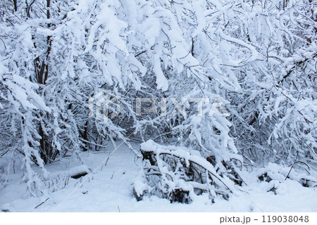Winter Landscape Trees in Snow. The trees are beautifully sprinkled with snow after the snowfall. Snowy winter landscape 119038048