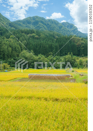 黄金色の水田とはぜ掛け米【長野県】 黄金色の水田とはぜ掛け米【長野県】 119038302