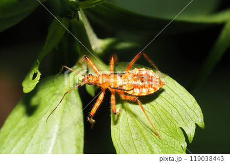 アカサシガメの幼虫 119038443