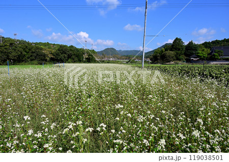 猪名川町 そば畑と青空 猪名川町 そば畑と青空 119038501