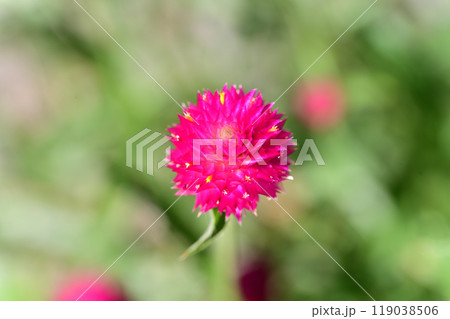 千日紅　クローズアップ 119038506