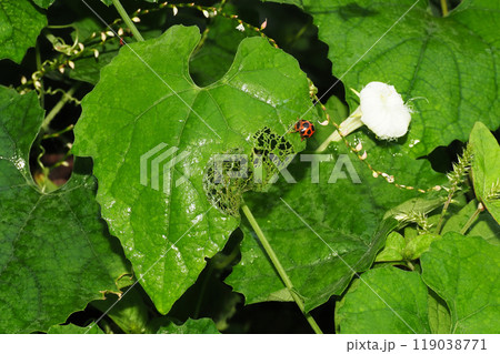 カラスウリの葉を食事中のトホシテントウ カラスウリの葉を食事中のトホシテントウ 119038771