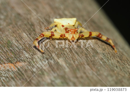 アズチグモ（メス） 119038873