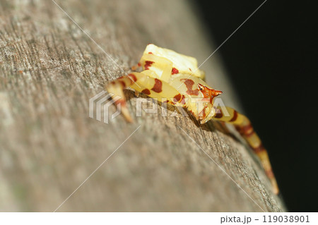 アズチグモ（メス） 119038901