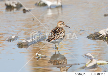 レンコン畑で餌を探すウズラシギ レンコン畑で餌を探すウズラシギ 119038943