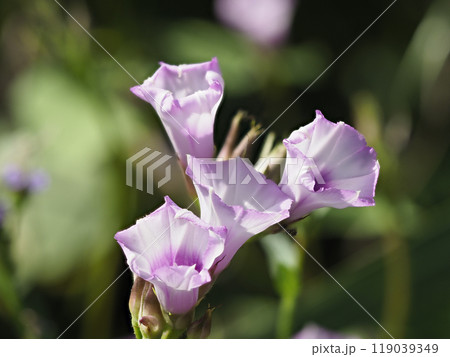 大和川の河川敷に咲いたマメアサガオ 大和川の河川敷に咲いたマメアサガオ 119039349