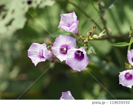 大和川の河川敷に咲いたマメアサガオ 119039350