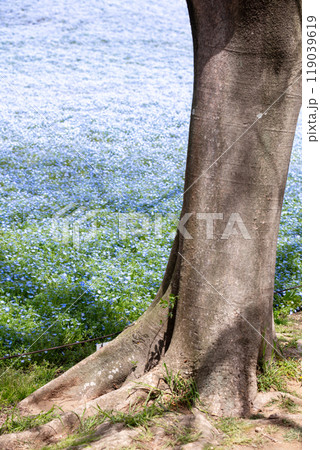 【ひたち海浜公園】見頃のみはらしの丘のネモフィラ 【ひたち海浜公園】見頃のみはらしの丘のネモフィラ 119039619