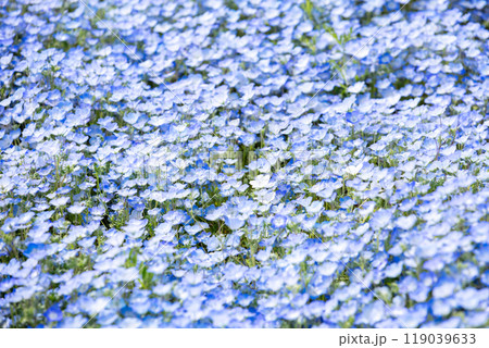 【ひたち海浜公園】見頃のみはらしの丘のネモフィラ 119039633