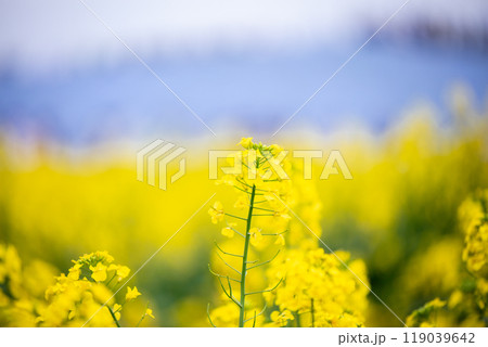 【ひたち海浜公園】見頃の菜の花とネモフィラ 119039642