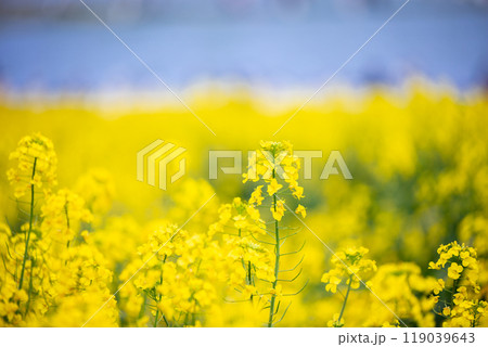 【ひたち海浜公園】見頃の菜の花とネモフィラ 119039643