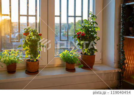 Homegrown small bush of balcony cherry red tomato in clay pots growing on windowsill at home. Homegrown small bush of balcony cherry red tomato in clay pots growing on windowsill at home. 119040454