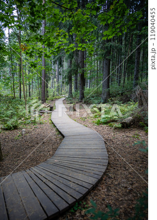 Ecological winding wooden pathway in national park through dark coniferous spruce forest. Trail hike 119040455