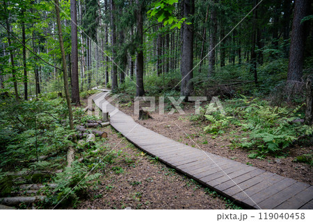 Empty ecological trail in dense dark coniferous forest in autumn. Hiking trail in woodland Empty ecological trail in dense dark coniferous forest in autumn. Hiking trail in woodland 119040458