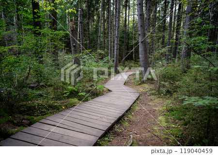 Empty ecological trail in dense dark coniferous forest in autumn. Hiking trail in woodland 119040459
