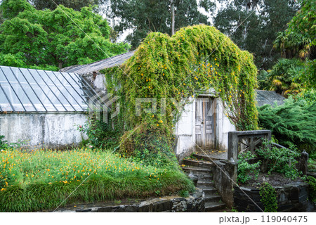 Overgrown old greenhouse in garden in rainy day. Facade of orangery house covered with ivy plants 119040475