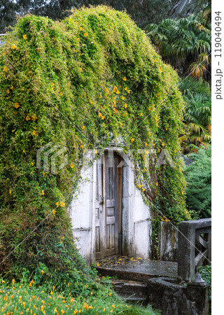 Overgrown old greenhouse in garden in rainy day. Orangery house covered with blooming ivy plants 119040494