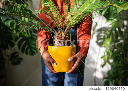 African American woman gardener holding in hands houseplant Cycas in yellow pot at home garden African American woman gardener holding in hands houseplant Cycas in yellow pot at home garden 119040550