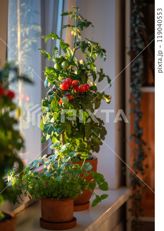 Homegrown small bush of balcony cherry red tomato in clay pot growing on windowsill at home. Homegrown small bush of balcony cherry red tomato in clay pot growing on windowsill at home. 119040553