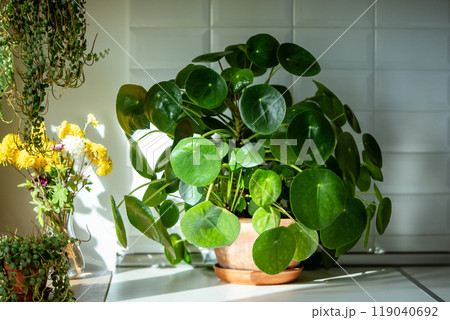 Pilea peperomioides houseplant in terracotta pot at sunlight at kitchen home. Chinese money plant 119040692