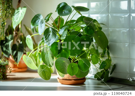 Pilea peperomioides houseplant in terracotta pot at sunlight at kitchen home. Chinese money plant 119040724