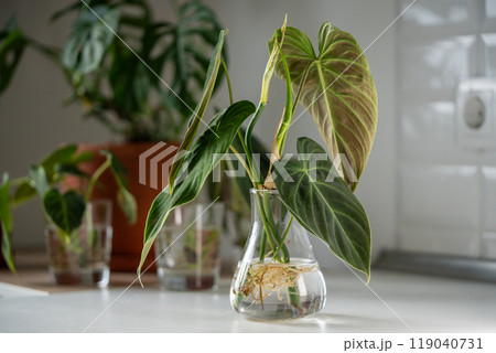 Sprouts of Philodendron Splendid plant in glass jar. Simple propagation houseplant by stem in water Sprouts of Philodendron Splendid plant in glass jar. Simple propagation houseplant by stem in water 119040731