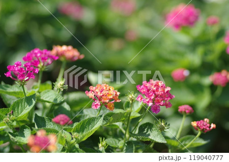 花の風景 119040777