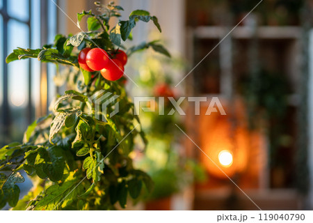 Closeup of ripe red cherry tomatoes first appear on branch of plant in pot at home. Domestic garden 119040790