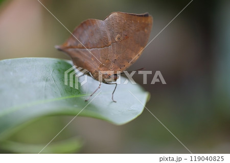 コノハチョウ 119040825