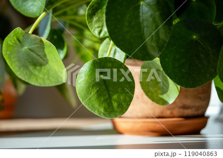 Leaves of Pilea peperomioides houseplant in terracotta pot at sunlight at home. Chinese money plant. Leaves of Pilea peperomioides houseplant in terracotta pot at sunlight at home. Chinese money plant. 119040863