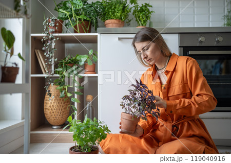Attentive woman caring purple basil plant inspected leaves growing herbs at home. Botany lover. Attentive woman caring purple basil plant inspected leaves growing herbs at home. Botany lover. 119040916