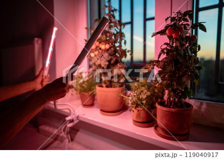 Woman installing phyto lamp at home to grow tomato cherry plants in winter time, hands closeup 119040917